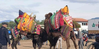 Şap hastalığı deve g&uuml;reş g&ouml;sterilerine de sekte vurdu
