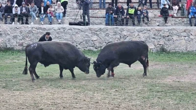 Şap hastalığı nedeniyle ertelenen Ardanuç boğa güreşleri festivali sona erdi
