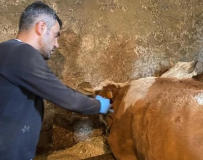 Şap hastalığına karşı aşılama çalışmaları sürüyor
