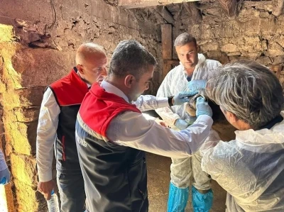 ŞAP hastalığına karşı aşılama sürüyor
