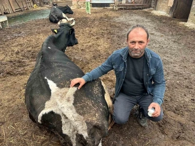 Şap vurdu: 35 litre süt veren sığırdan bir çay bardağı süt almaya başladı
