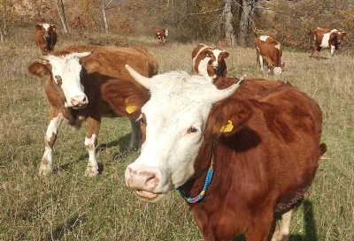 Şapla m&uuml;cadelede kritik d&ouml;nem başladı: Aşısız hayvana sevk yok, ceza var
