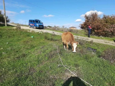 Saray’da kaçak yollarla getirilen 9 büyükbaş hayvan kesime gönderildi
