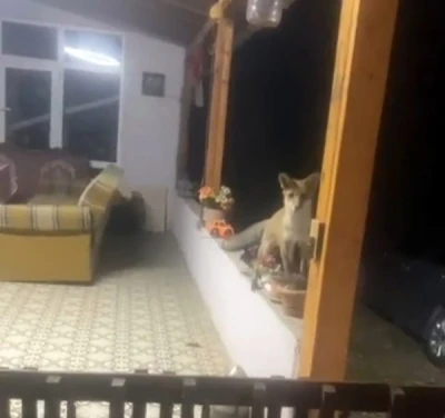 Saray’da tilki ile sohbet görenleri güldürdü
