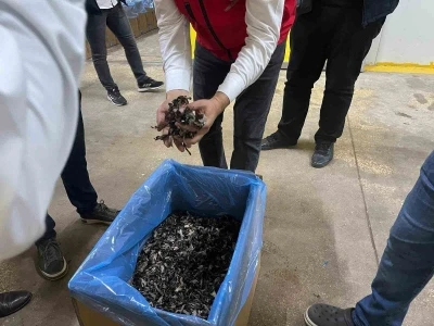 Saray ormanlarından trüf mantarı ihracatı
