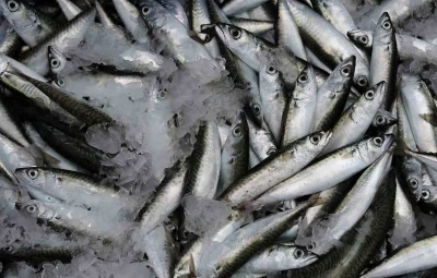 Sardalya yaşlanmayı geciktiriyor
