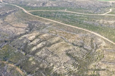 Sarı&ccedil;am&rsquo;da 1 milyon 200 bin fidan toprakla buluşturuldu

