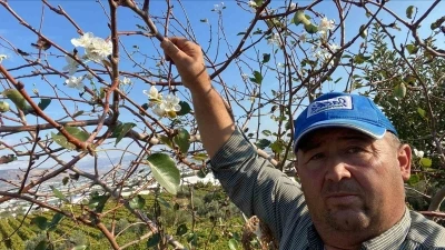 Sarıgöl’de armut ağacı ikinci kez çiçek açtı
