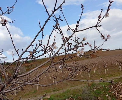Sarıg&ouml;l&rsquo;de badem ağa&ccedil;ları &ccedil;i&ccedil;ek a&ccedil;tı
