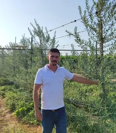 Sarıg&ouml;l&rsquo;de &rsquo;bodur&rsquo; zeytin d&ouml;nemi
