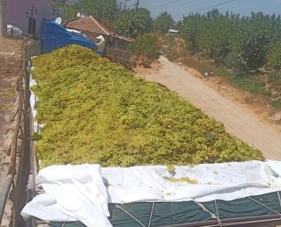Sarıgöl’de şaraplık üzüm alımları sürüyor
