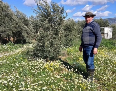 Sarıg&ouml;l&rsquo;de şubat ayında yalancı bahar yaşanıyor
