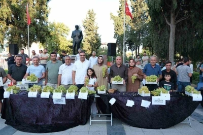 Sarıgöl’de Sultani üzüm yarışması
