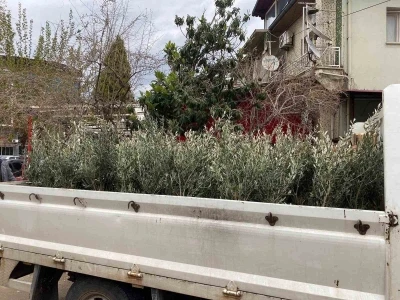 Sarıg&ouml;l&rsquo;de Trilye zeytin fidanına yoğun ilgi
