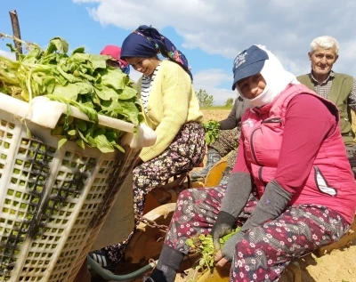 Sarıg&ouml;l&rsquo;de t&uuml;t&uuml;n dikimi başladı
