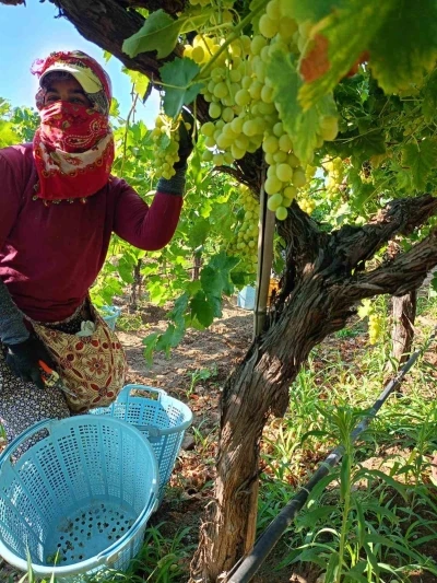 Sarıgöl’de üzüm hasadı aralıksız devam ediyor
