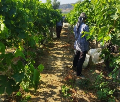 Sarıgöl’de üzüm hasadı başladı
