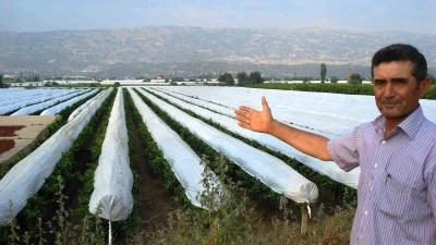 Sarıg&ouml;l Ovası beyaza b&uuml;r&uuml;nmeye hazırlanıyor
