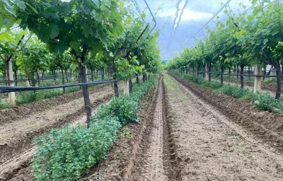 Sarıg&ouml;l Ovası&rsquo;nda kaliteli &uuml;z&uuml;m i&ccedil;in yoğun &ccedil;alışma
