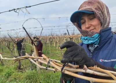 Sarıg&ouml;l Ovası&rsquo;ndaki bağlarda hummalı &ccedil;alışma
