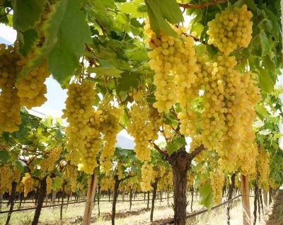 Sarıgöl ovasında tatlı telaş devam ediyor
