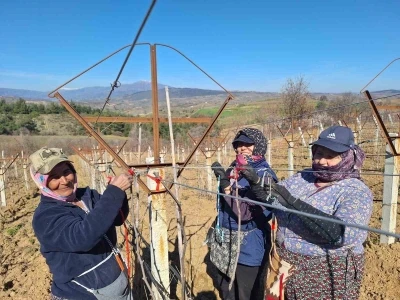 Sarıg&ouml;ll&uuml; kadınlar 8 Mart&rsquo;ı bağlarda &ccedil;alışarak kutladı
