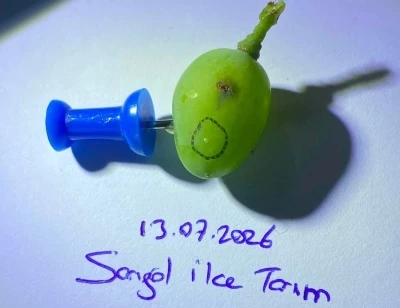 Sarıg&ouml;ll&uuml; &uuml;z&uuml;m &uuml;reticilerine kritik uyarı
