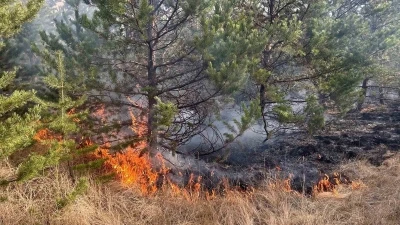 Sarıkamış ormanlarında örtü yangını
