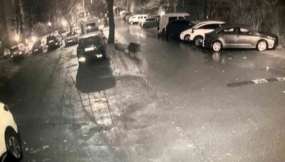 Sarıyer&rsquo;de a&ccedil; kalan domuzlar hastane yakınına kadar geldi
