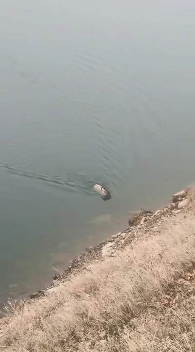 Sarp kayalıkların ustası baraj g&ouml;l&uuml;nde y&uuml;zerken g&ouml;r&uuml;ld&uuml;
