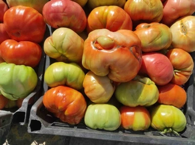 Sason’un yüksek yaylalarında organik domates üretimi
