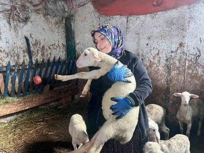 Şehir hayatını bırakıp &uuml;retime y&ouml;neldi: Kadın girişimci Fransız koyunlarıyla dikkat &ccedil;ekiyor
