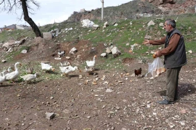 Şehirde renkli g&ouml;r&uuml;nt&uuml;ler oluşturan firari kazlar, yuvalarında g&ouml;r&uuml;nt&uuml;lendi
