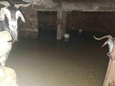 Sel ahırı bastı, 12 ke&ccedil;i ekipler tarafından kurtarıldı
