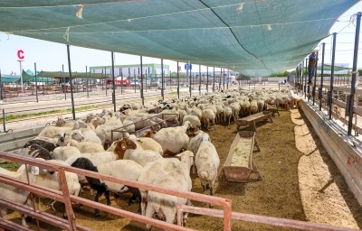 Sel&ccedil;uklu bayrama hazır
