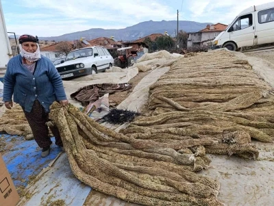 Selendi&rsquo;de t&uuml;t&uuml;nde hasat bitti, kolileme mesaisi başladı
