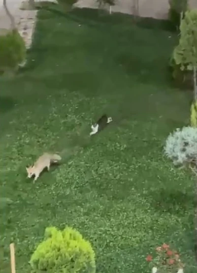 Şemdinli’de kedi ile tilkinin oyun keyfi
