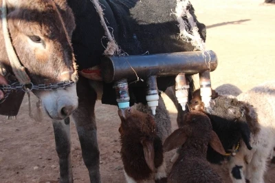 Semere yerleştirdiği biberonlarla s&uuml;r&uuml; psikolojisini y&ouml;netiyor
