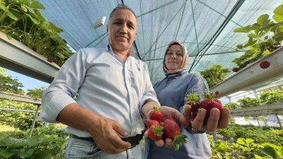 Serada topraksız yetiştirdikleri &ccedil;ilek yaşam enerjileri oldu
