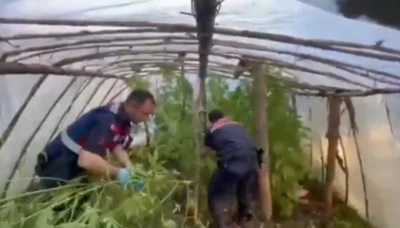 Serayı uyuşturucu tarlasına &ccedil;evirmiş
