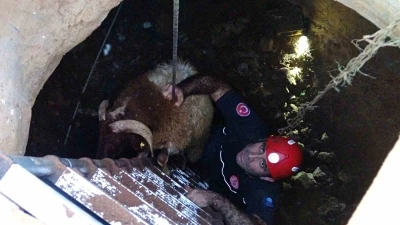 Seslerini k&uuml;&ccedil;&uuml;k &ccedil;ocuk duydu, &ccedil;alındı sanılan 2 koyun d&uuml;şt&uuml;kleri 5 metrelik kuyudan kurtarıldı
