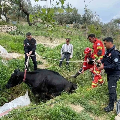 Seydikemer&rsquo;de mahsur kalan inek itfaiye ekipleri tarafından kurtarıldı
