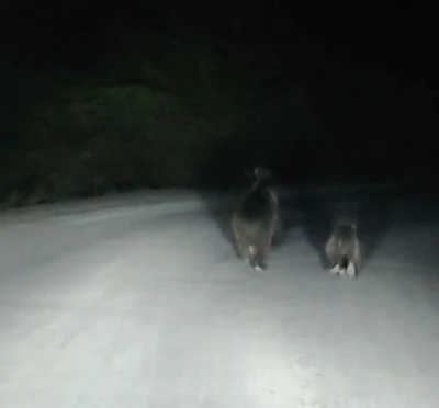 Seyir halindeki otomobilin önüne ayı çıktı
