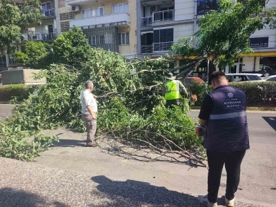Seyir halindeki otomobilin &uuml;zerine ağa&ccedil; devrildi
