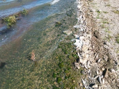 Seyitler Barajı’nda yüzlerce ölü balık görüntülendi
