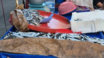 Seyyar balıkçı: &quot;Bu senenin balığı sardalya&quot;
