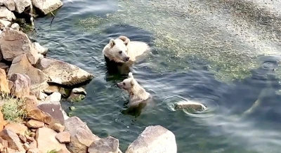 Sıcaktan bunalan ayılar kendilerini Nemrut’un serin sularına attı
