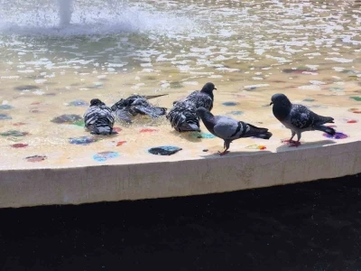 Sıcaktan bunalan g&uuml;vercinler s&uuml;s havuzunda serinledi
