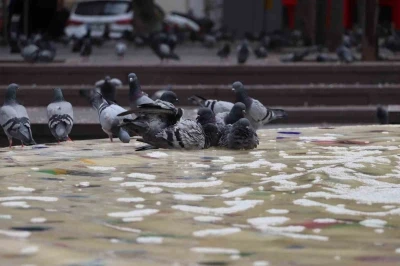 Sıcaktan bunalan g&uuml;vercinler s&uuml;s havuzunda serinledi

