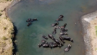 Sıcaktan bunalan mandaların banyo keyfi

